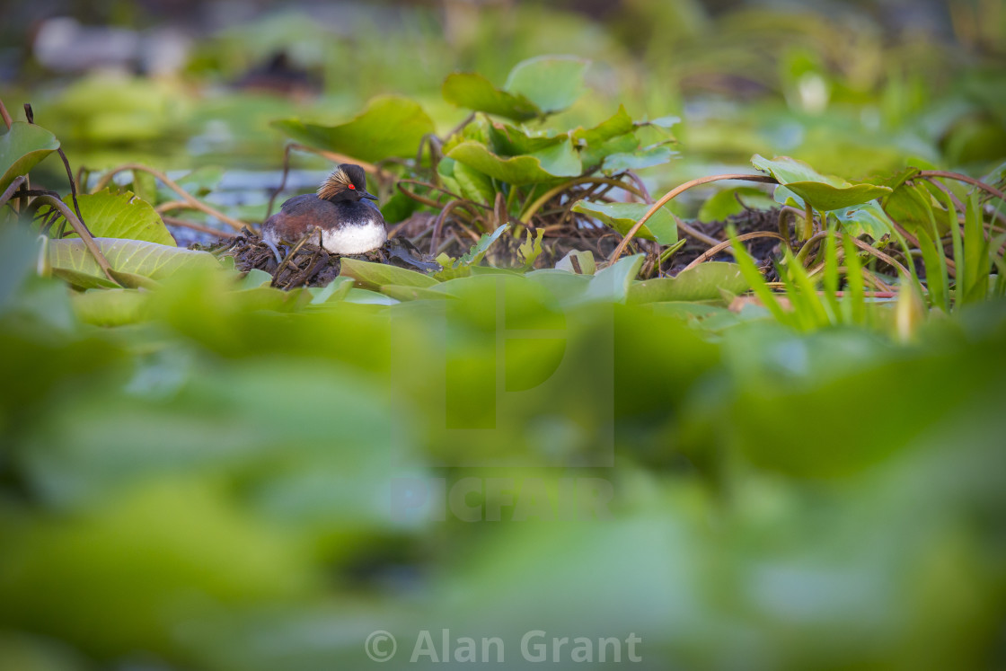 "Black-necked Grebe on the nest" stock image