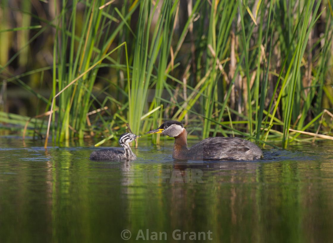 "Red-necked Grebe mother and chick" stock image