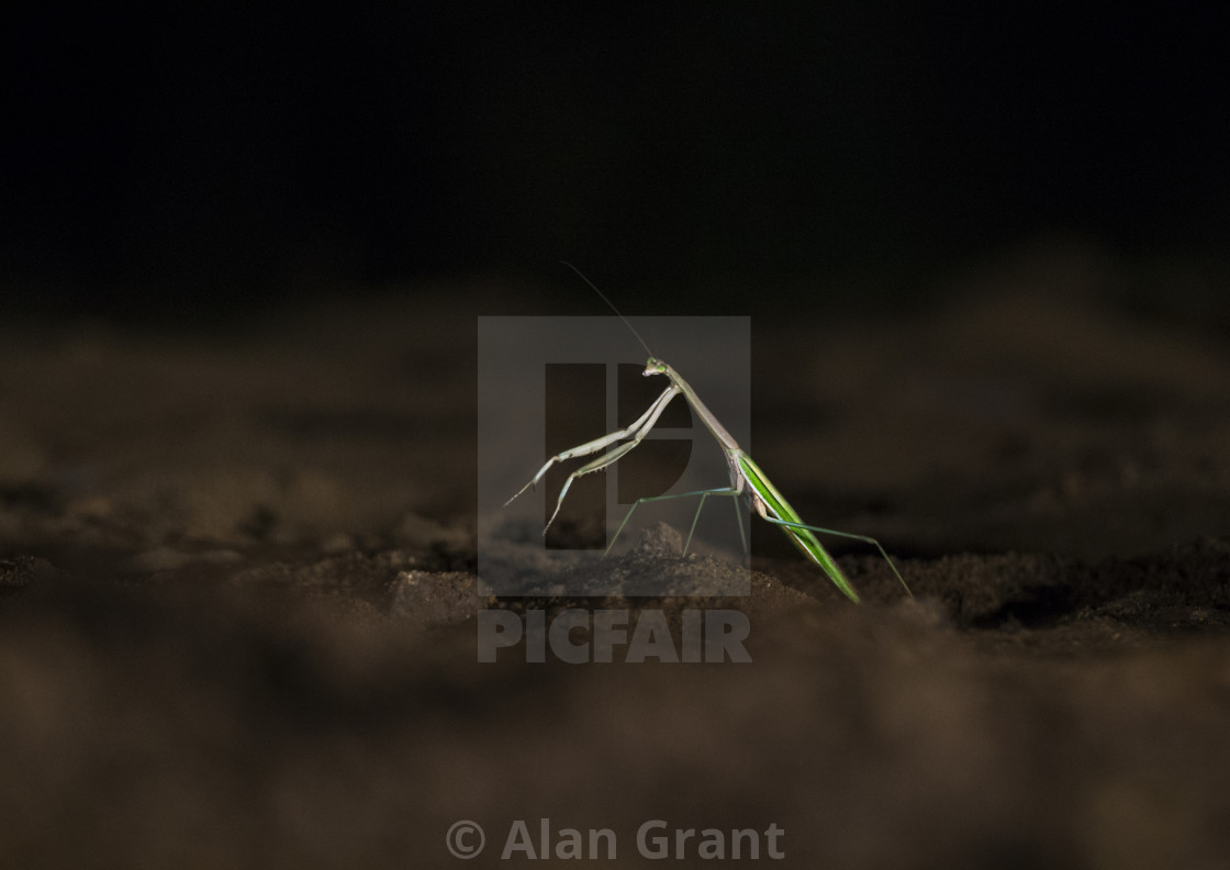 "Praying Mantis waiting for prey at night" stock image