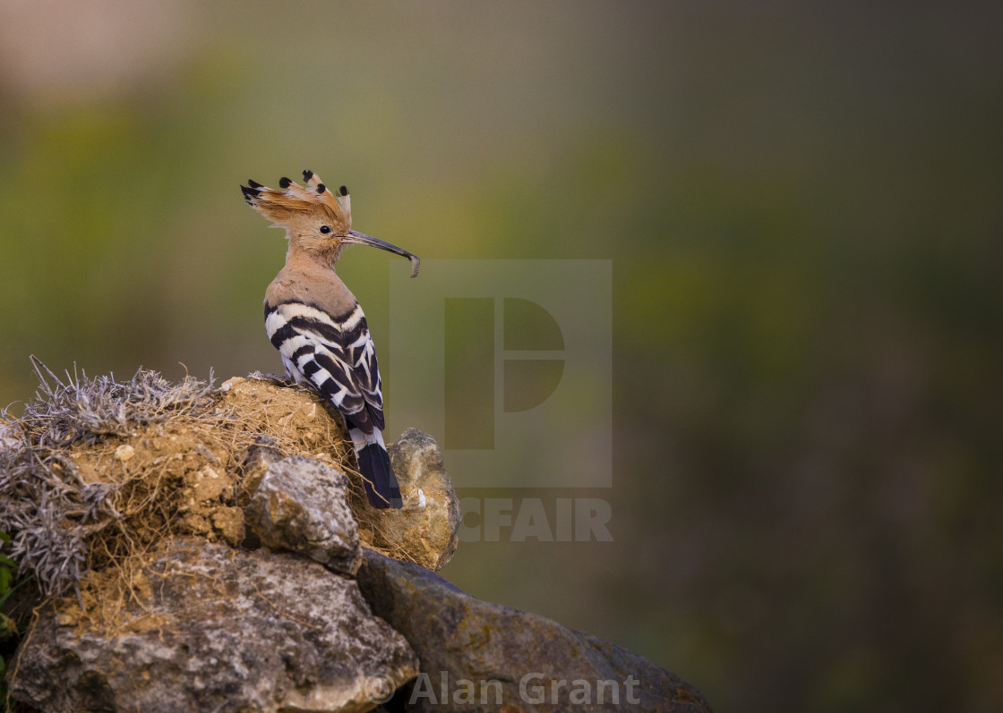 "Hoopoe with a grub in its bill" stock image