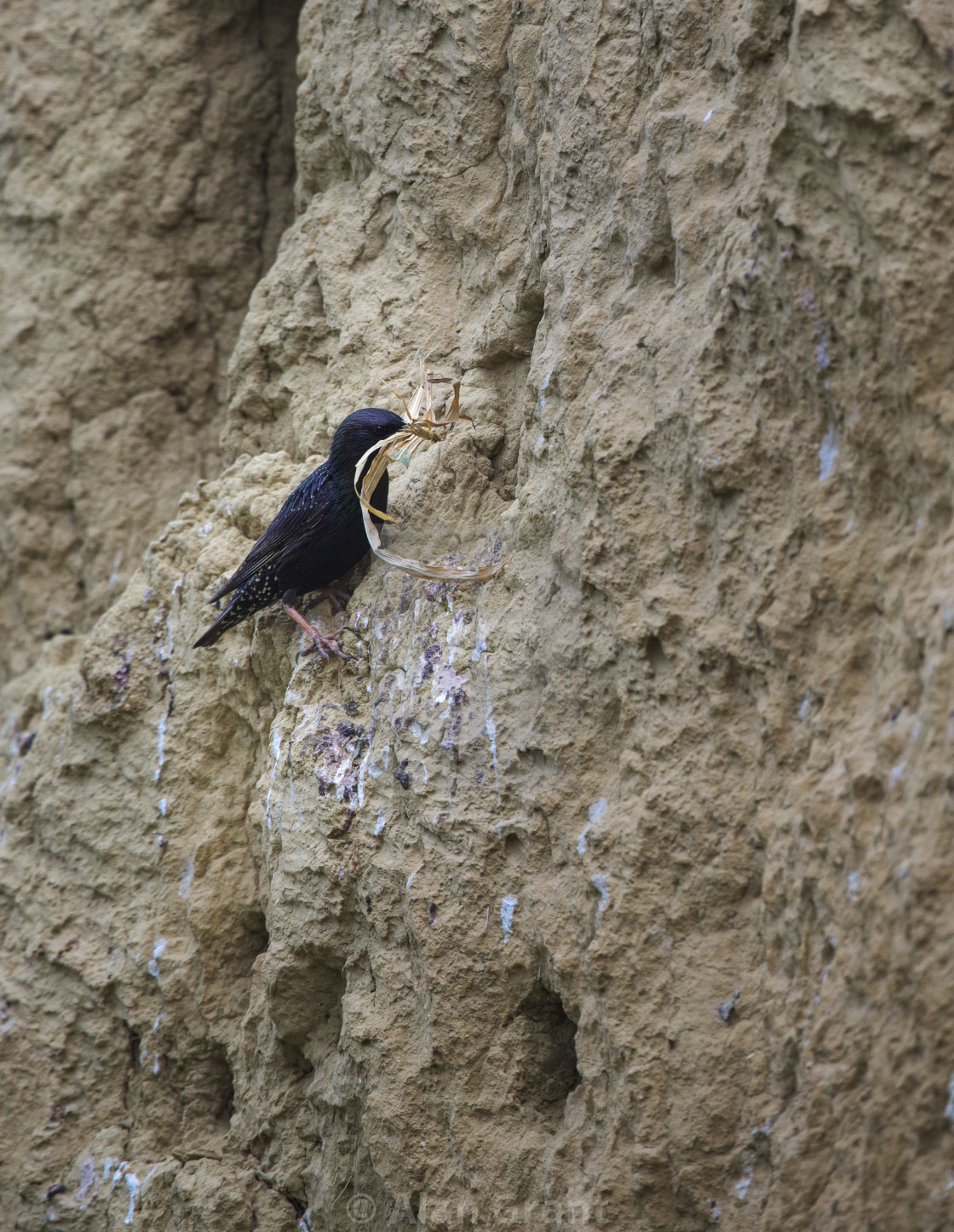 "Starling with nesting material" stock image