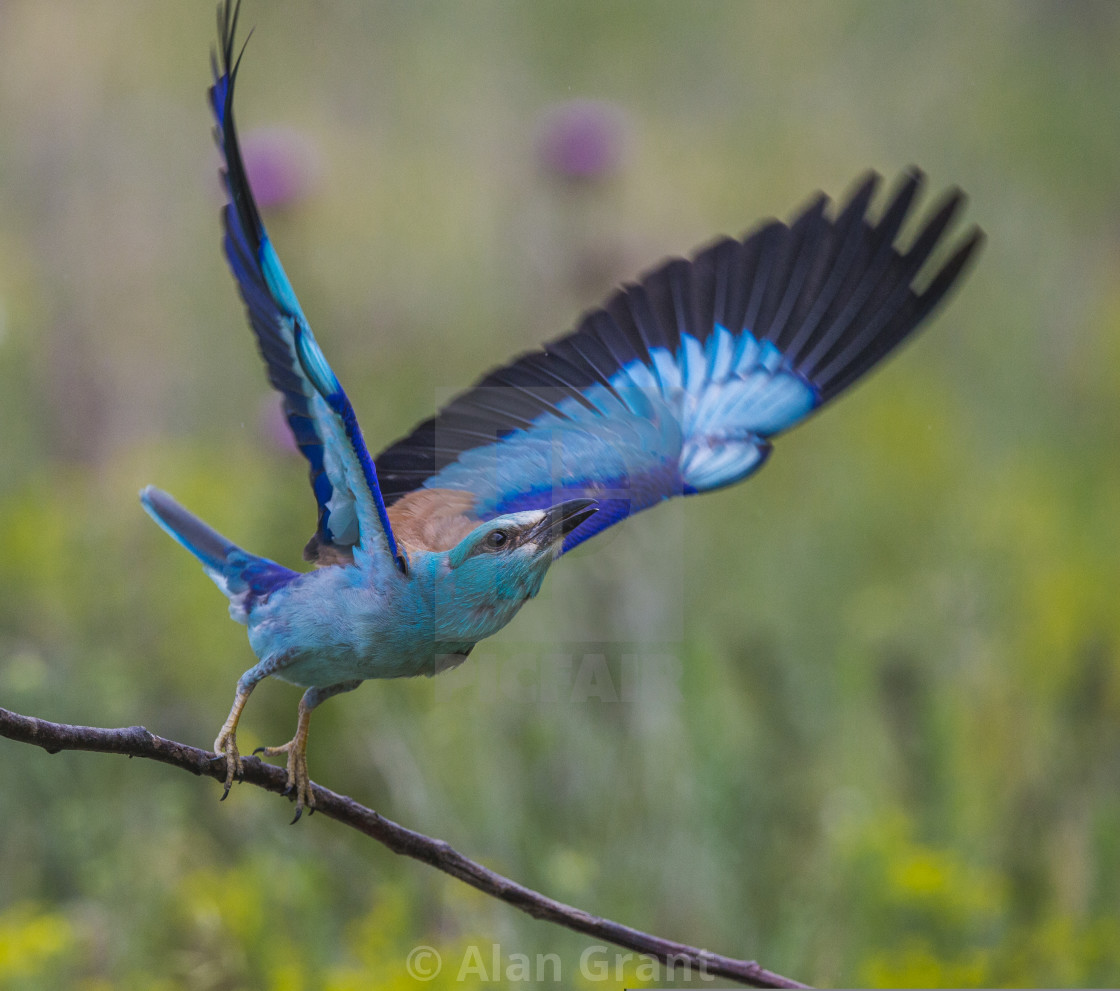 "European Roller take-off" stock image