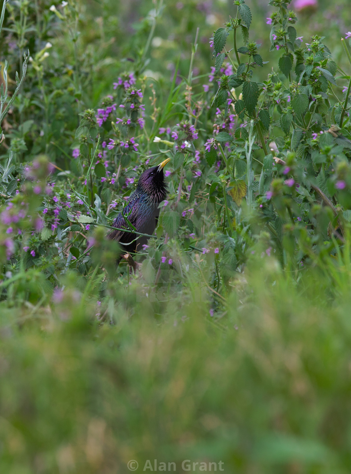 "Common Starling among wild flowers" stock image