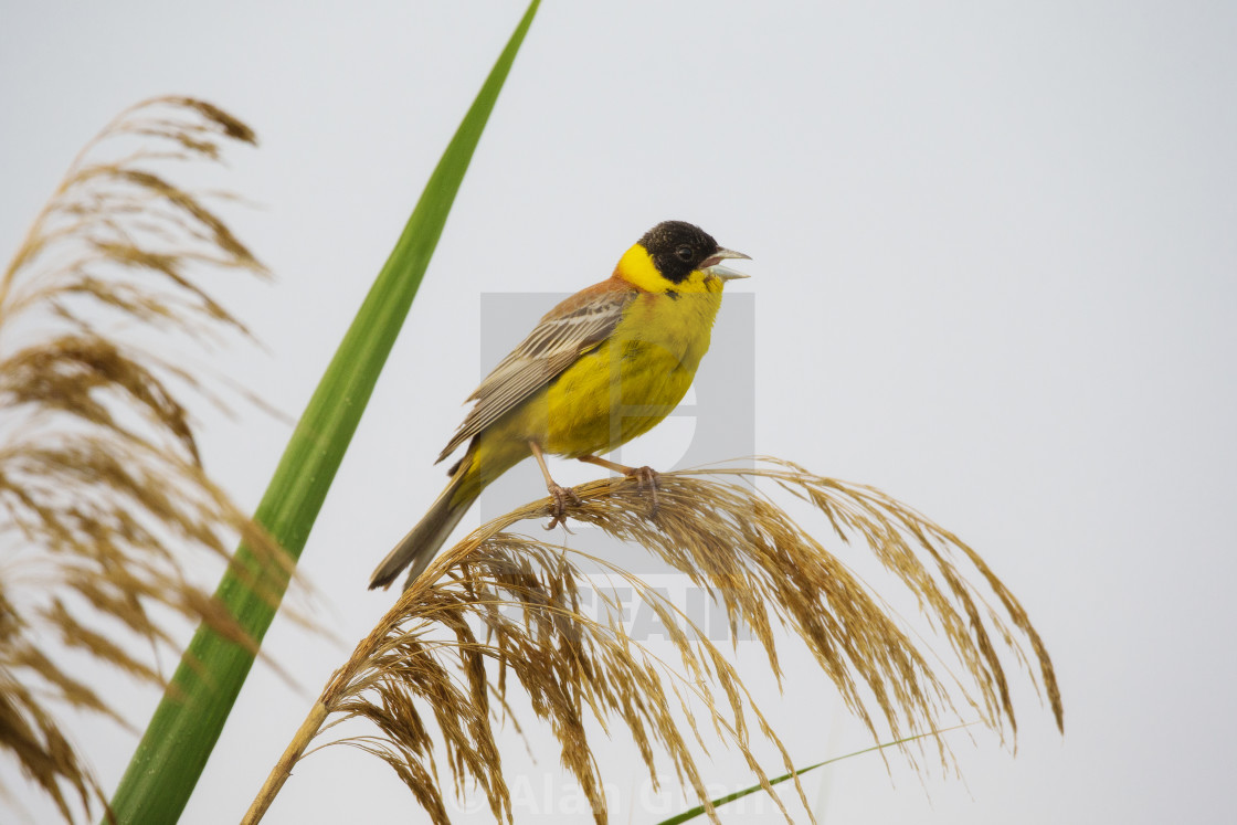 "Black-headed Bunting singing" stock image