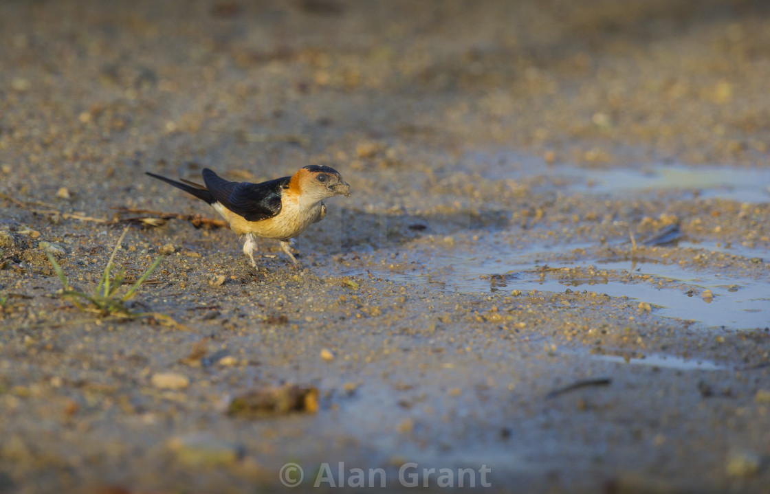 "Swallow collecting mud for nest building" stock image