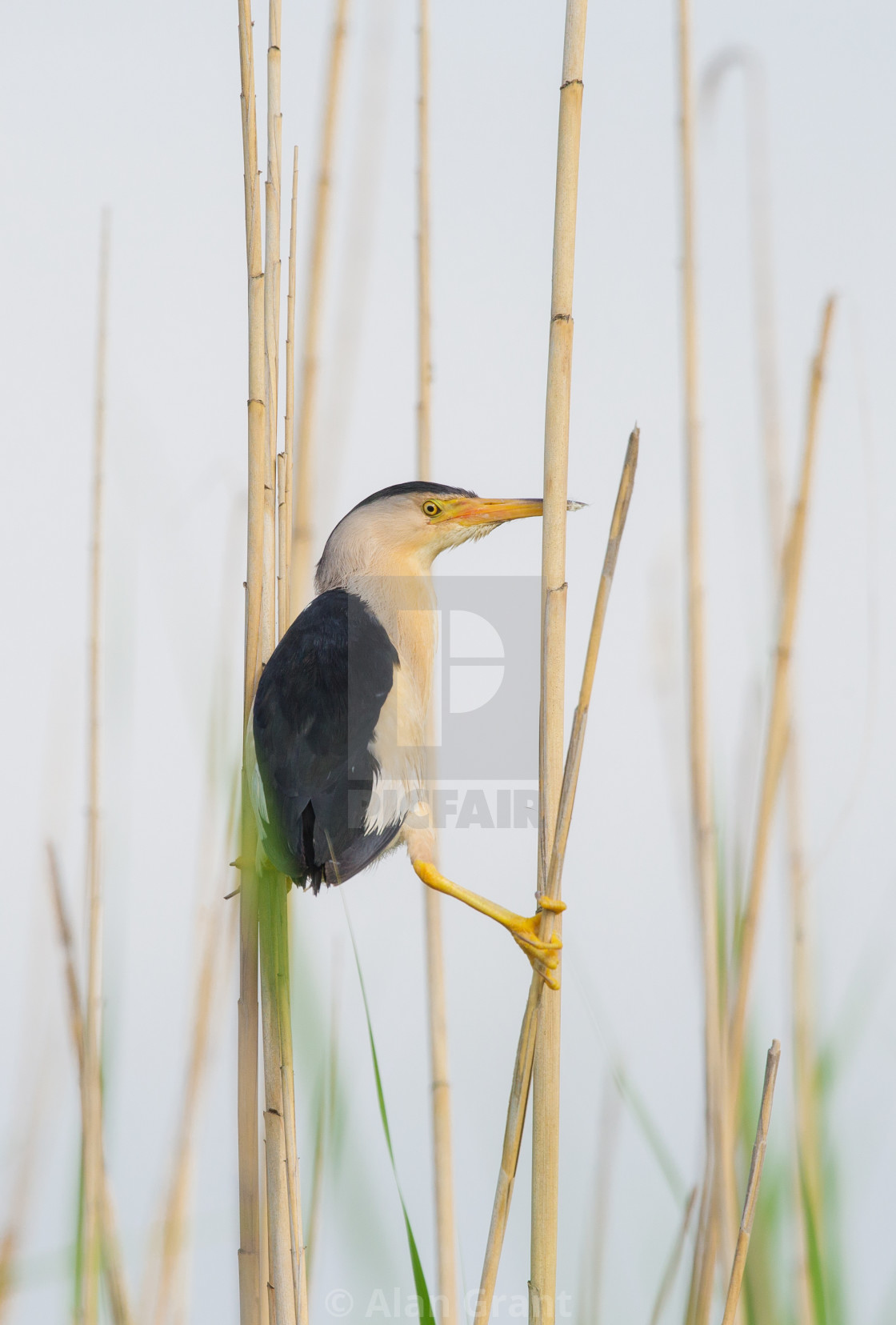 "Little Bittern perched in reeds" stock image