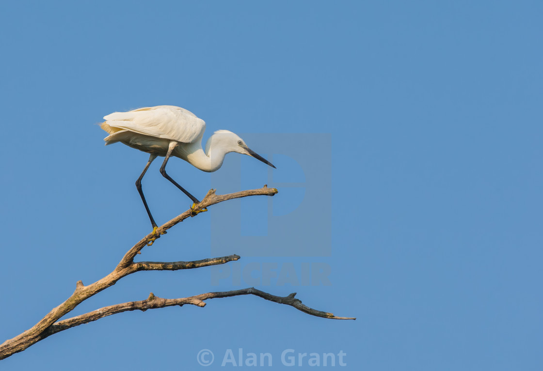 "Little Egret perched in a tree" stock image