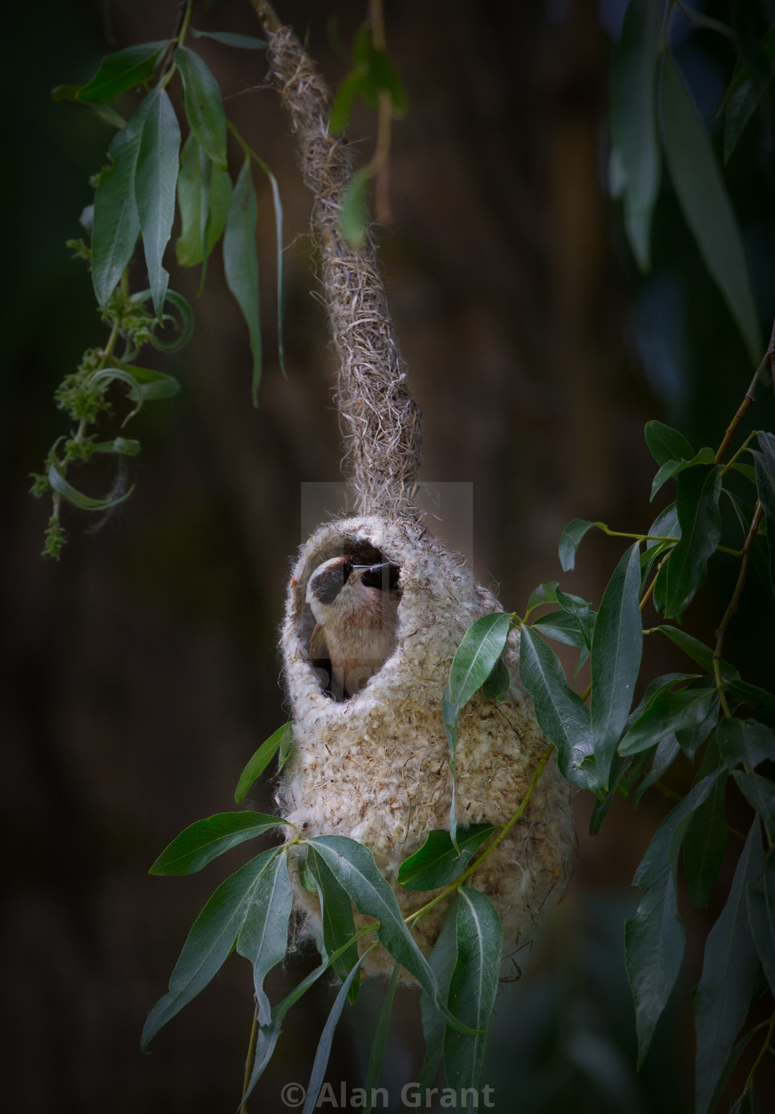 "Penduline Tit building a nest" stock image