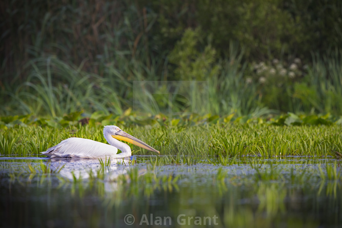 "Dalmatian Pelican" stock image