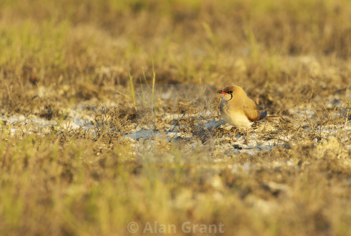 "Collared Pratincole" stock image