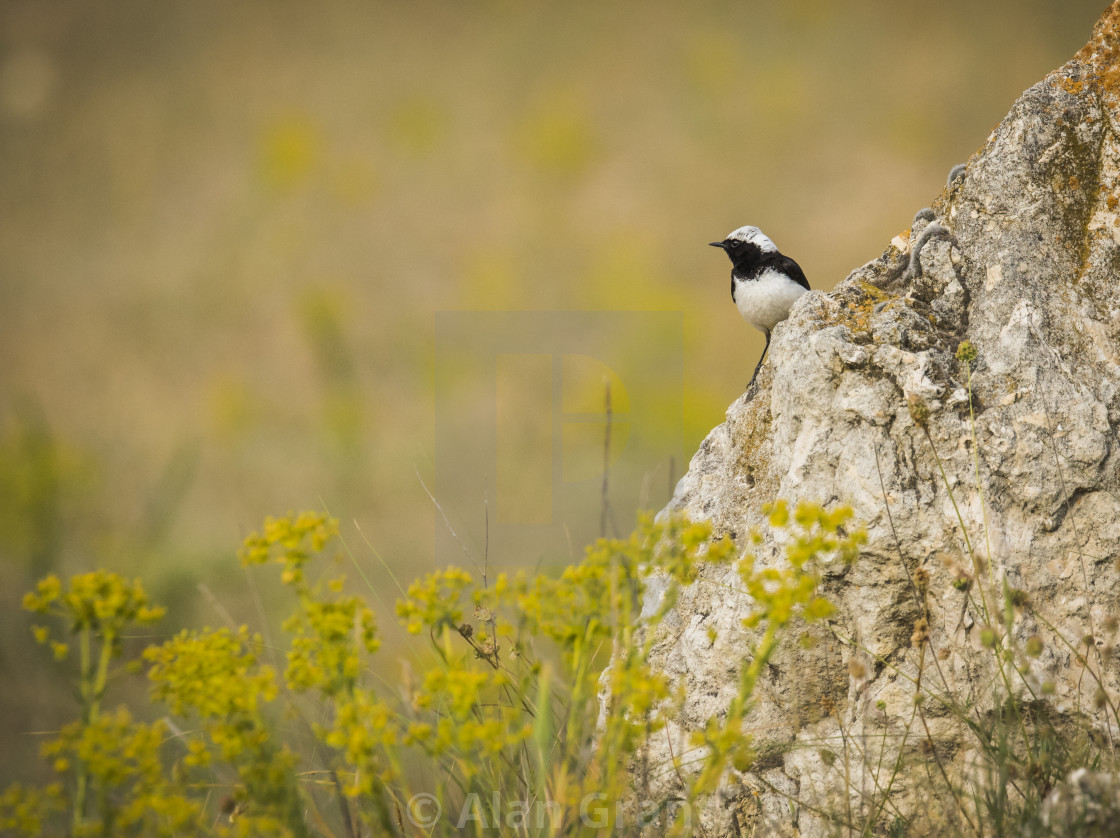 "Pied Wheatear om a rocky outcrop" stock image