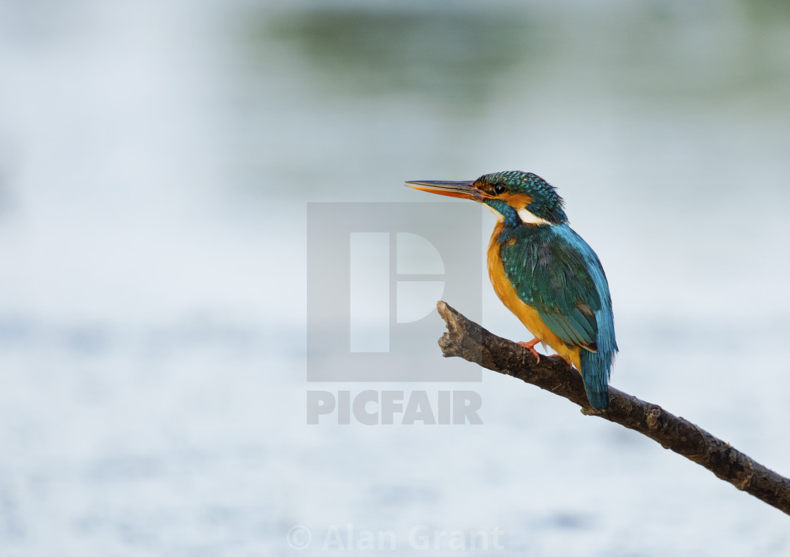 "Female Kingfisher perched above a river." stock image