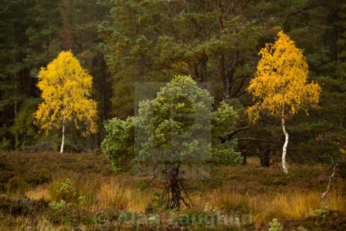 "Flanked By Autumn" stock image