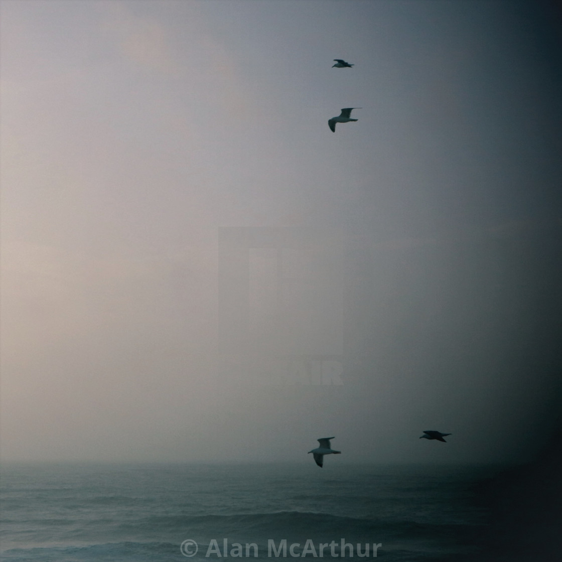 "Flying home" by Alan McArthur - $76.83 "Flying home" stock image