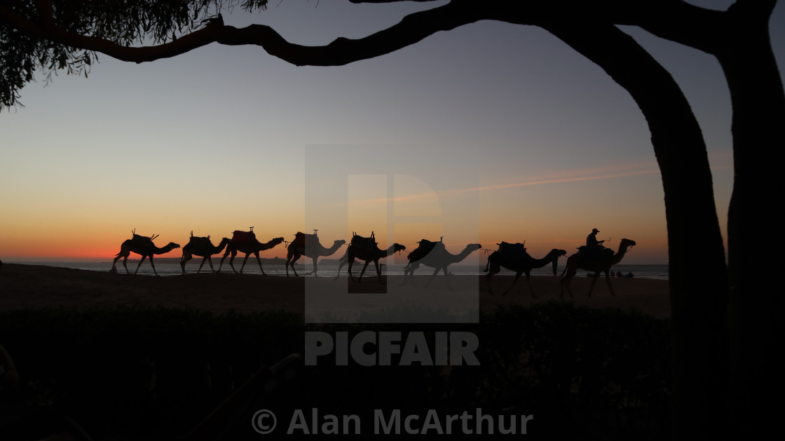 "Caravans of Maroc" by Alan McArthur - $76.83 "Caravans of Maroc" stock image