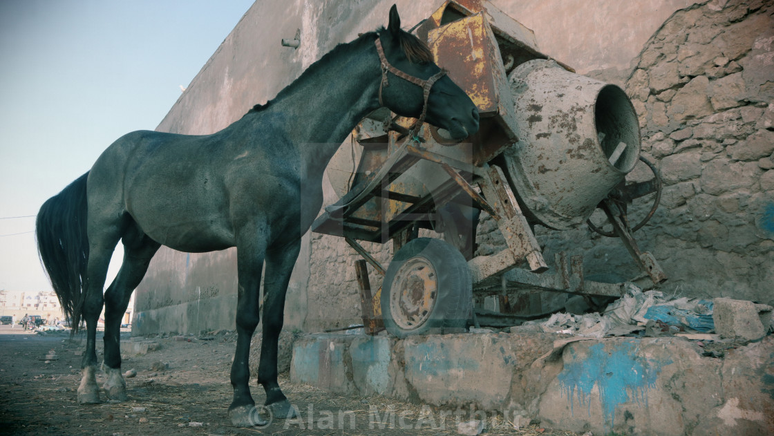 "Horses...Really Morocco" by Alan McArthur - $76.83 "Horses...Really Morocco" stock image