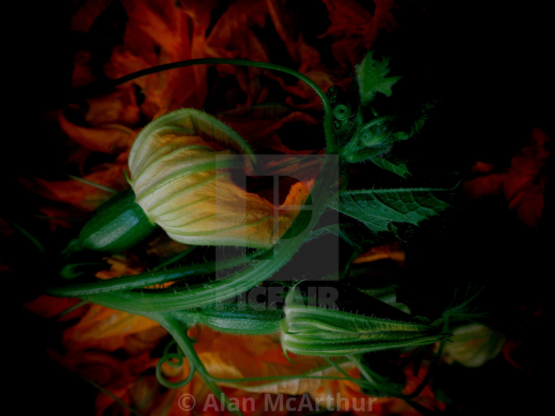 "Mama Mia Zucchini" by Alan McArthur - $76.83 "Mama Mia Zucchini" stock image