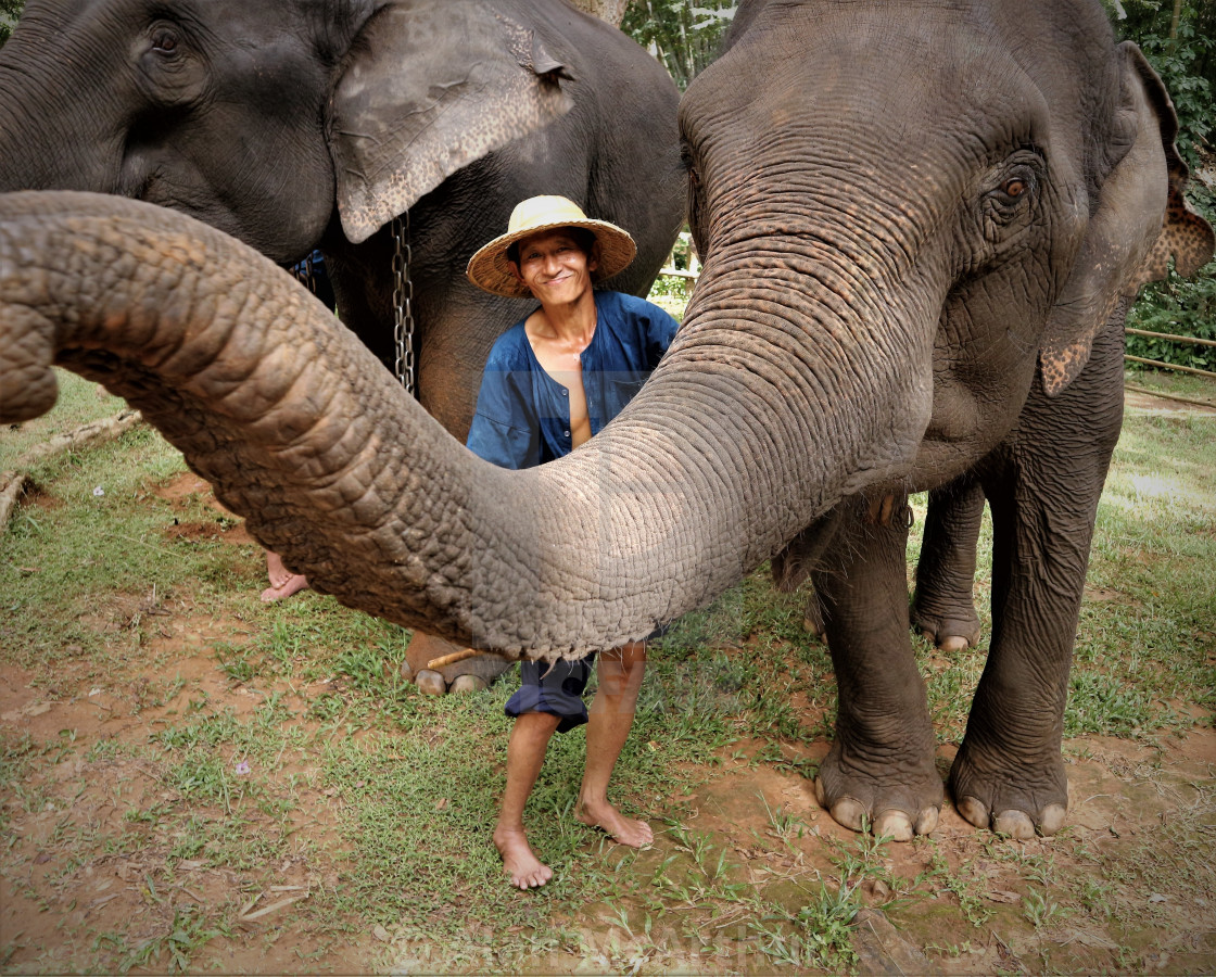 "Elephants in the Jungle" by Alan McArthur - $77.88 "Elephants in the Jungle" stock image
