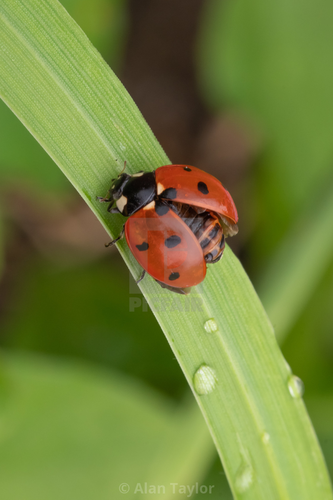 "Ladybird drying out on grass" stock image