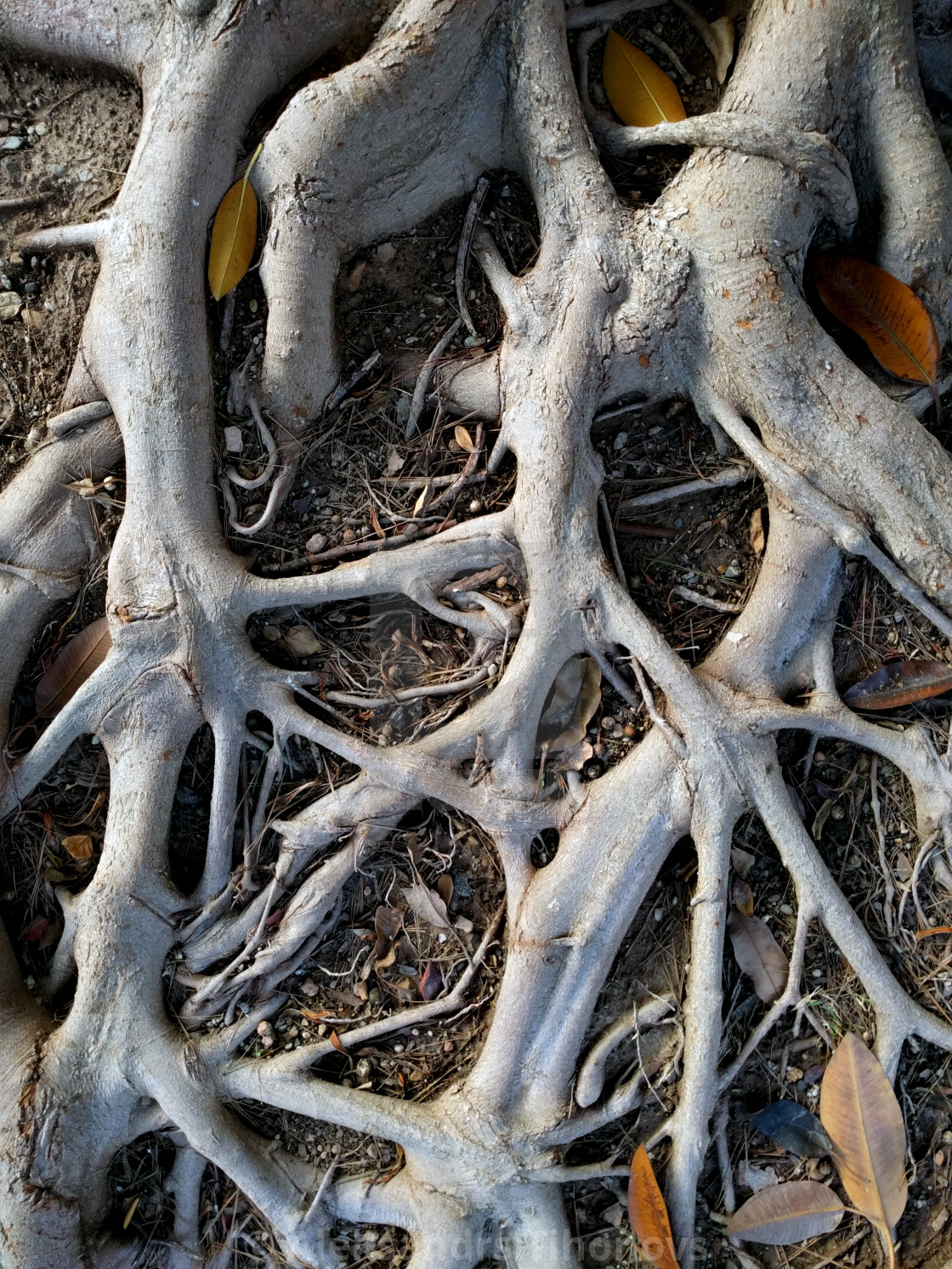 Ficus Tree Roots License Download Or Print For 4 96 Photos Picfair
