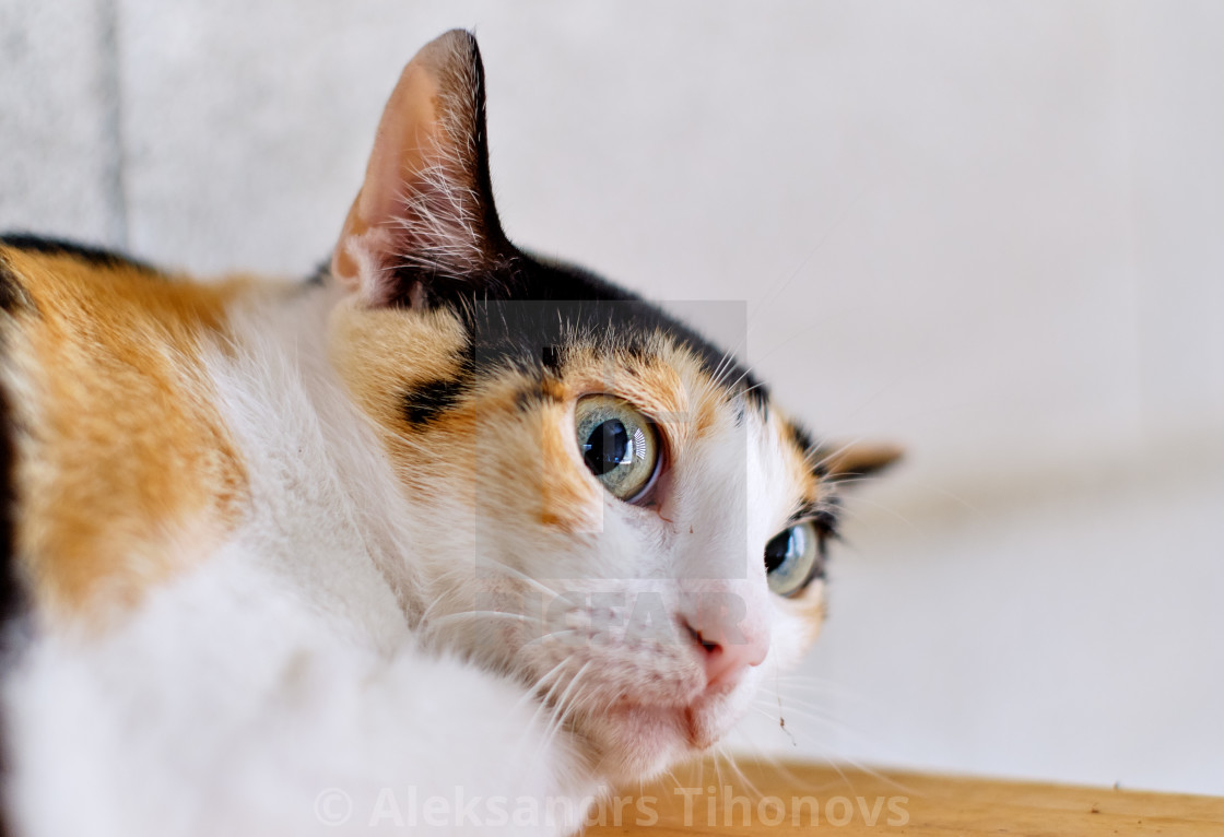 Close Up White Muzzle Of Ginger Black Cat Feels Afraid Lying Ins