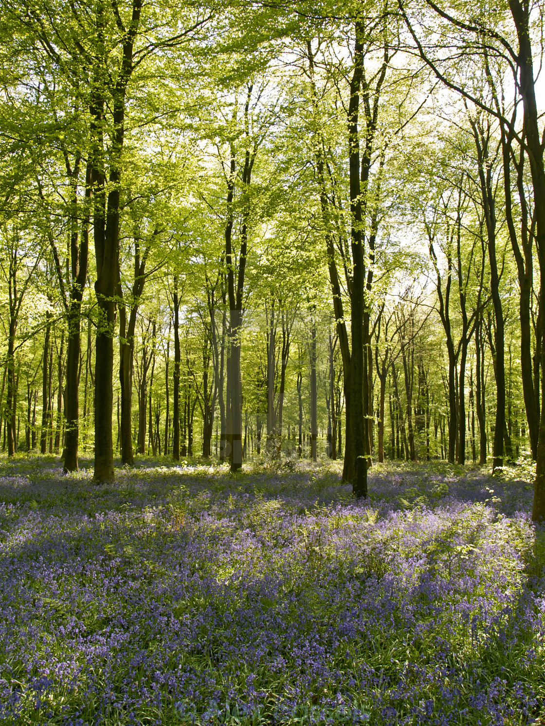 "Micheldever Wood" by Alex cassels - $31.58 "Micheldever Wood" stock image