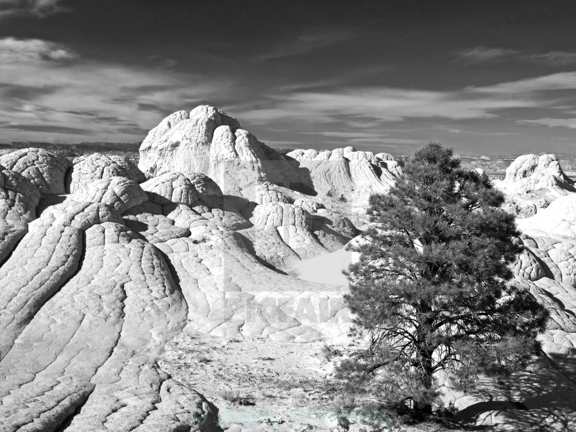 "Lone Pine at White Pocket" stock image