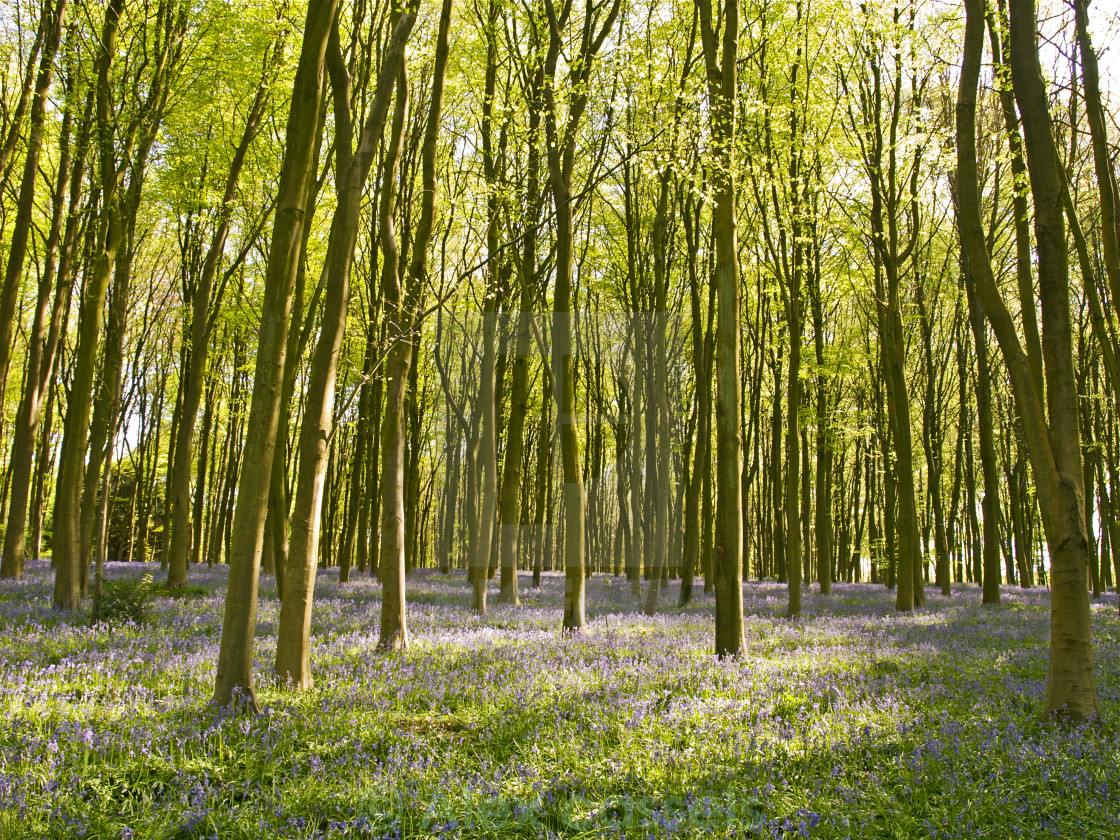 "Bluebells of Itchen Wood" stock image