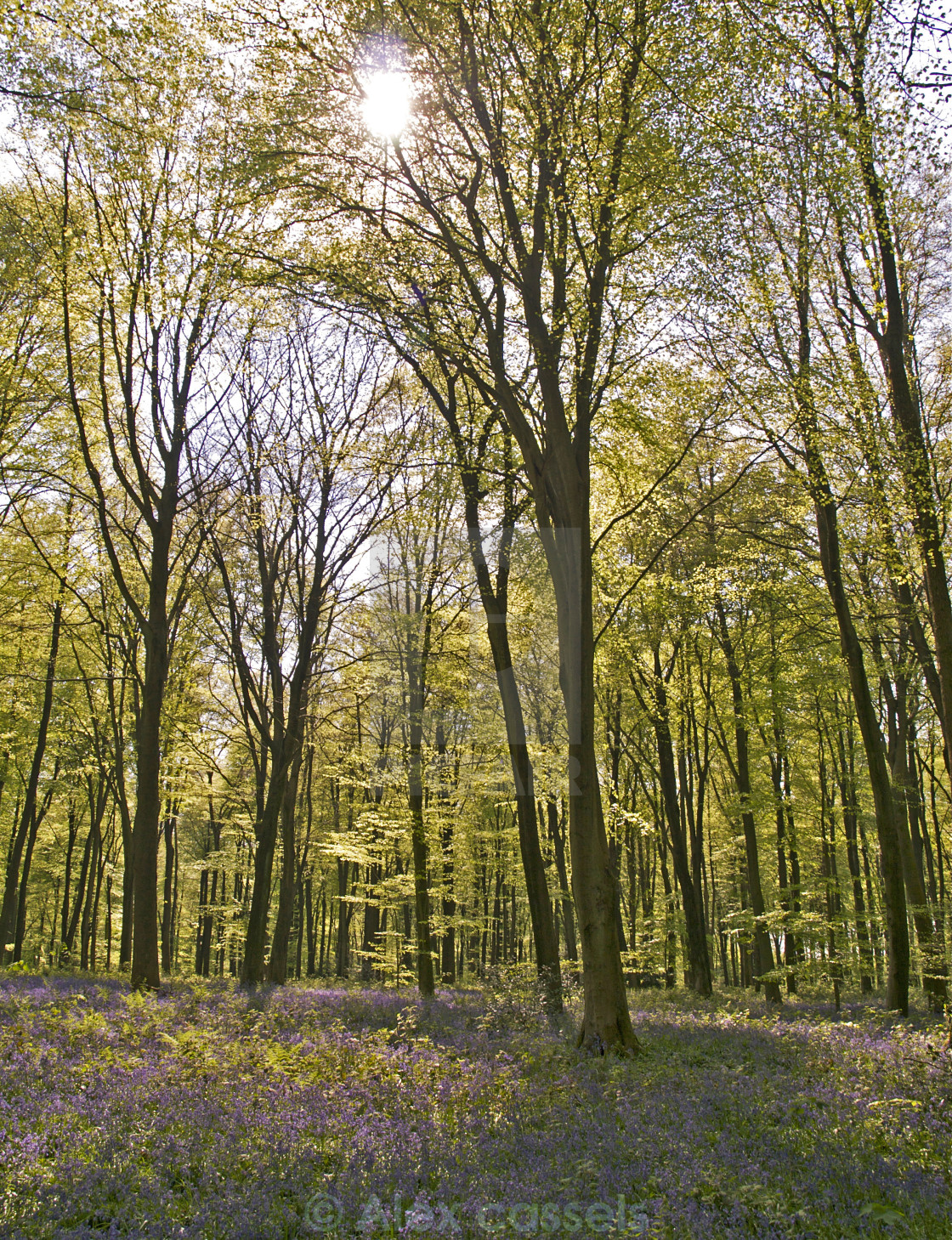 "Micheldever Wood" by Alex cassels - $31.72 "Micheldever Wood" stock image