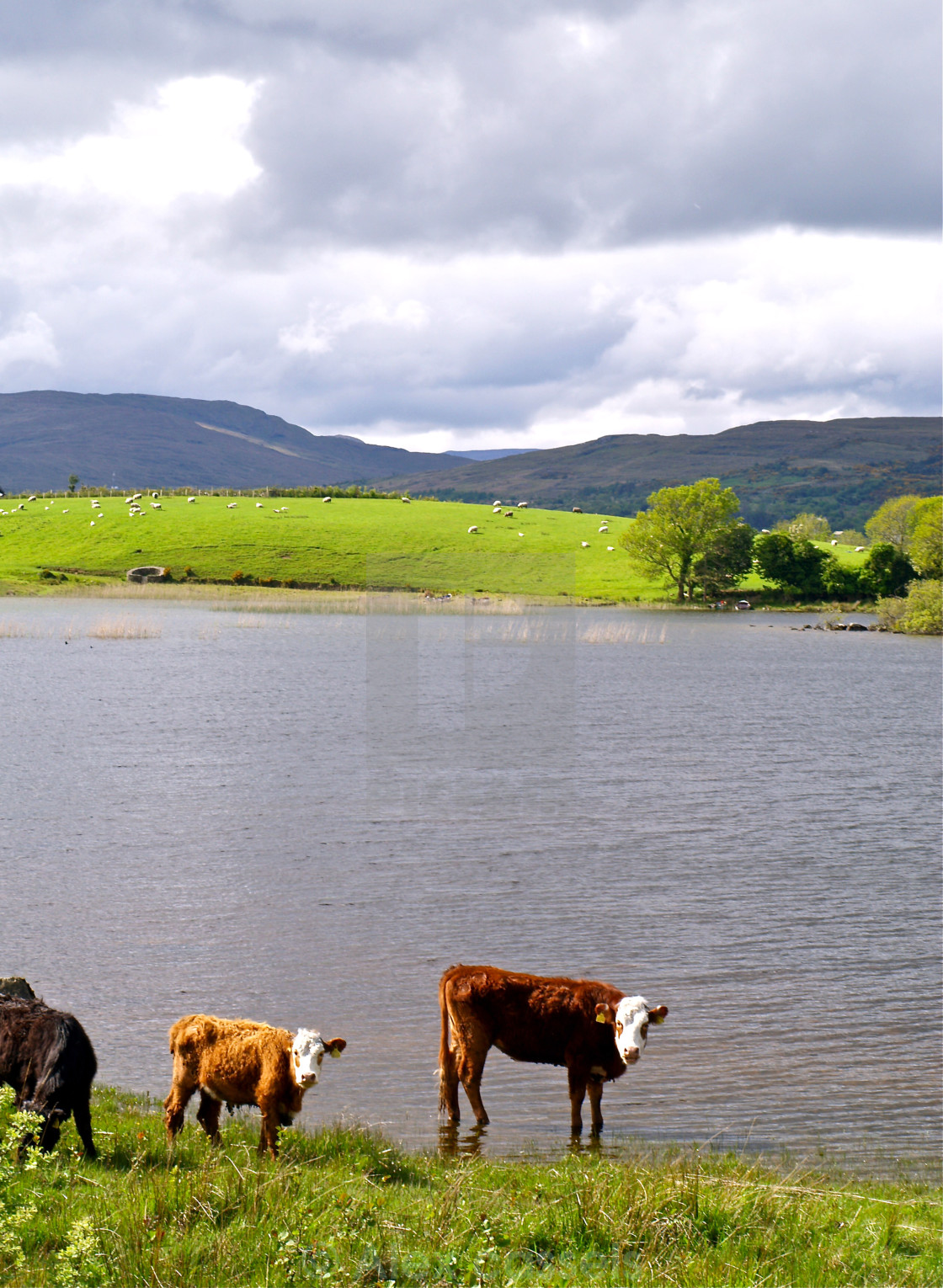 "Lough Corrib" stock image