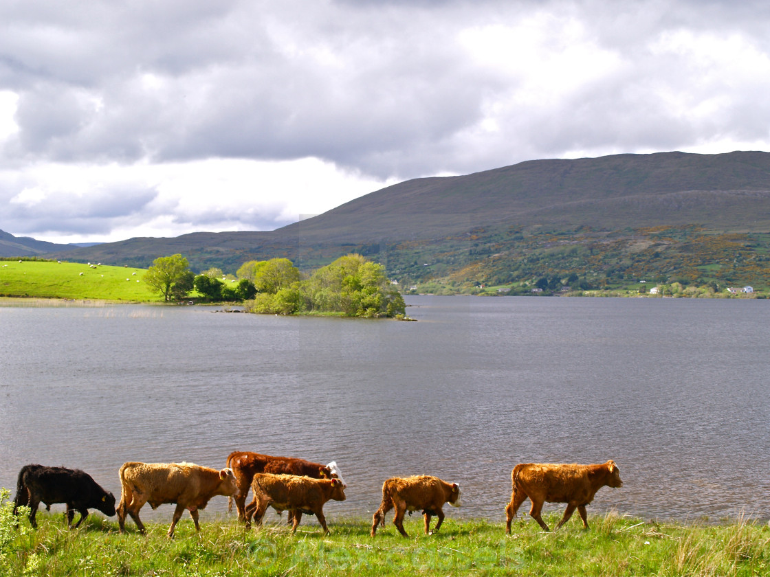 "Cattle on the Hoof" stock image