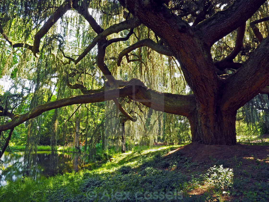"Weeping Blue Atlas Cedar Tree" by Alex cassels - $31.72 "Weeping Blue Atlas Cedar Tree" stock image