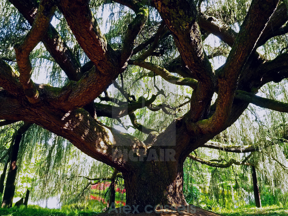 "Cedar Tree Canopy" by Alex cassels - $31.56 "Cedar Tree Canopy" stock image