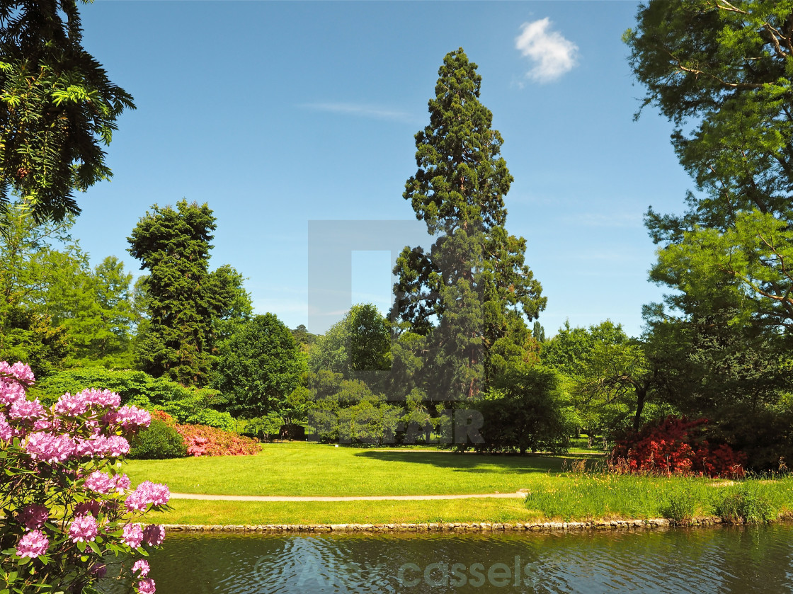 "Arboretum" by Alex cassels - $31.58 "Arboretum" stock image