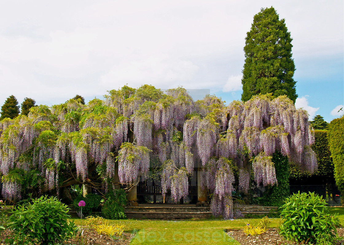 "Wisteria at Exbury Gardens" by Alex cassels - $31.58 "Wisteria at Exbury Gardens" stock image