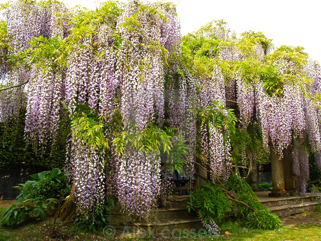 "Wisteria at Exbury Gardens" by Alex cassels - $31.56 "Wisteria at Exbury Gardens" stock image
