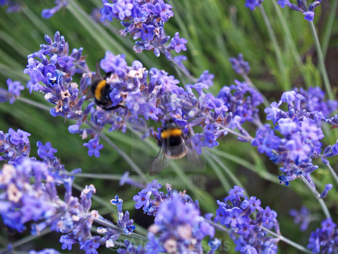 "Lavender Bees" by Alex cassels - $31.58 "Lavender Bees" stock image