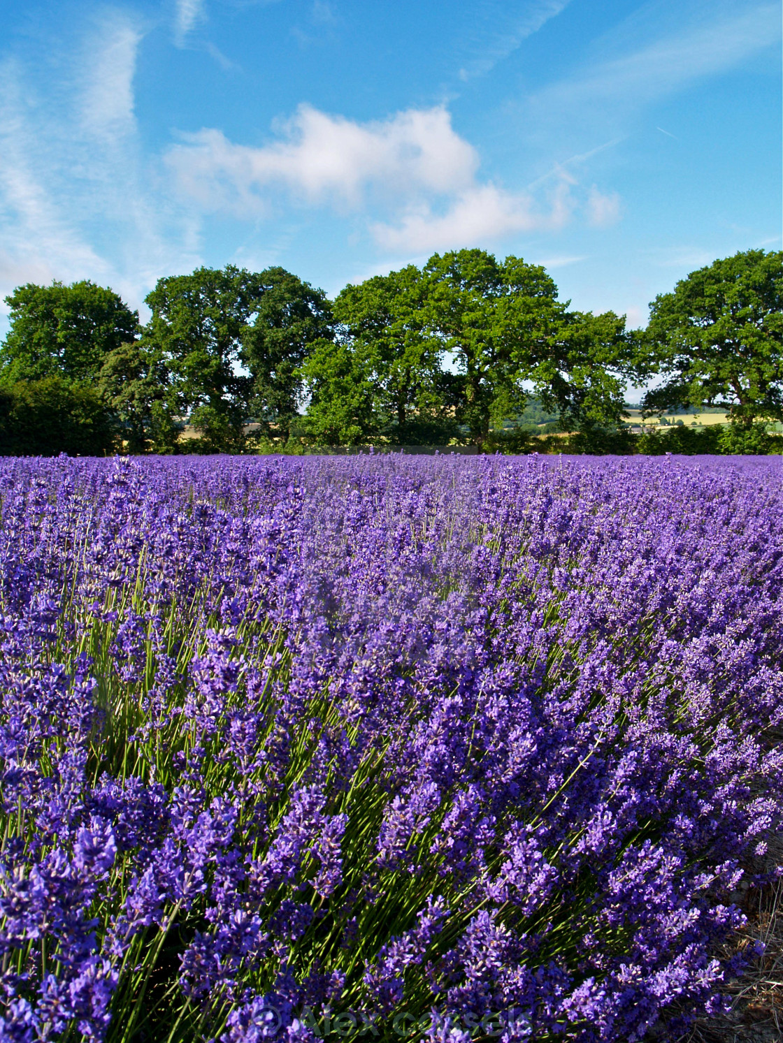 "Sea of Lavender near Selborne" by Alex cassels - $31.58 "Sea of Lavender near Selborne" stock image
