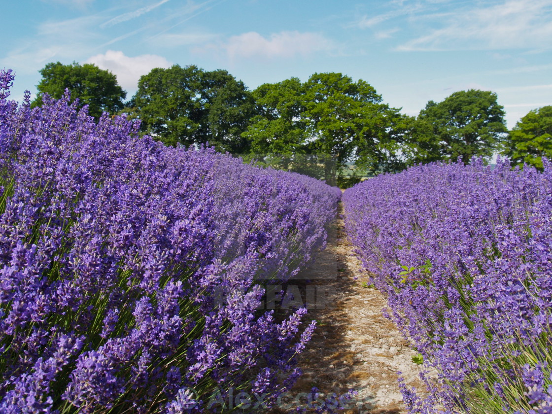 "English Lavender near Selborne" by Alex cassels - $31.72 "English Lavender near Selborne" stock image