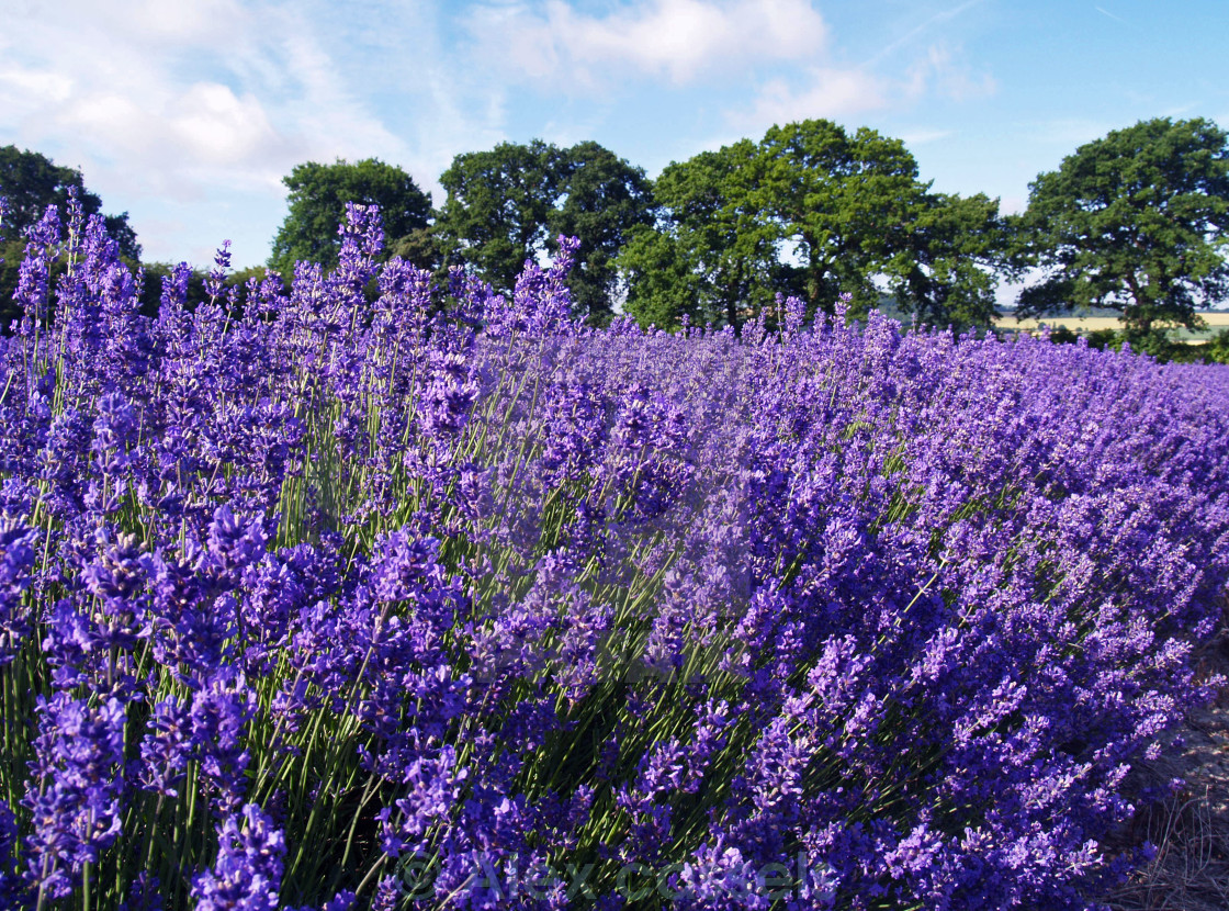 "English Lavender" by Alex cassels - $31.58 "English Lavender" stock image