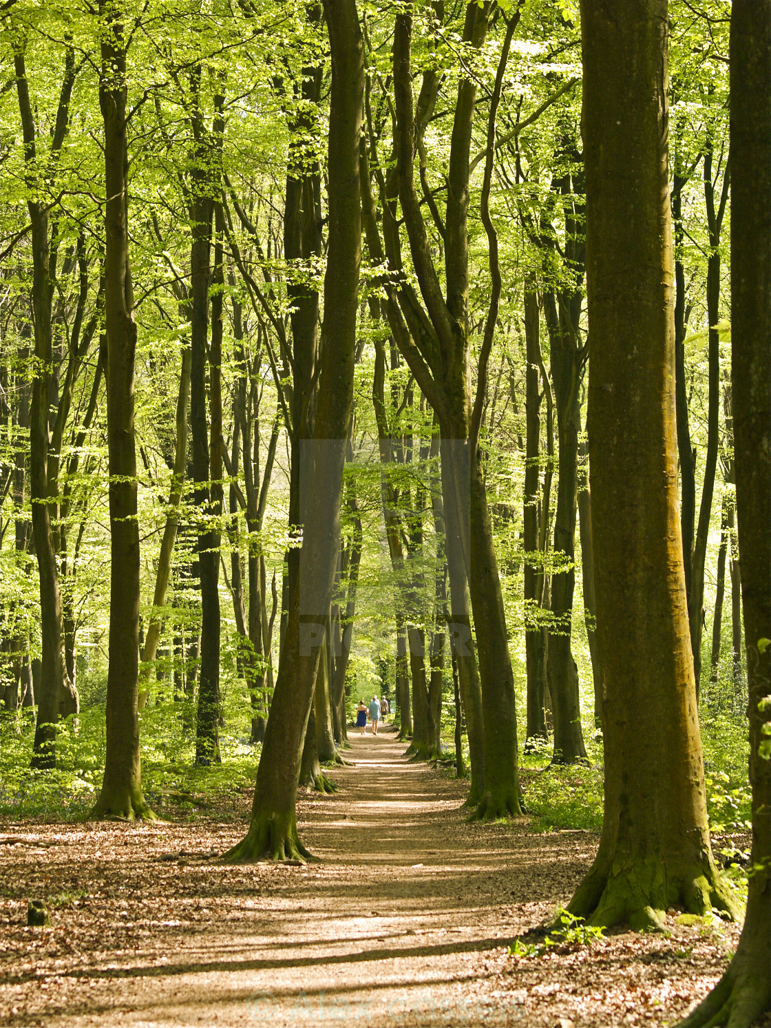 "Micheldever Wood" by Alex cassels - $31.58 "Micheldever Wood" stock image