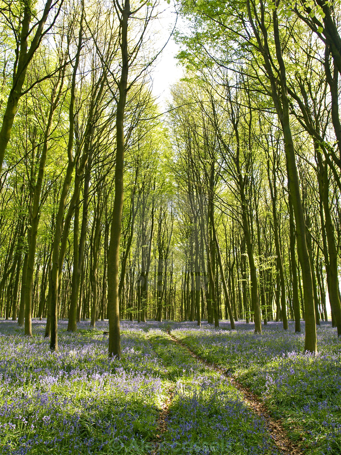 "Itchen Wood" by Alex cassels - $31.56 "Itchen Wood" stock image