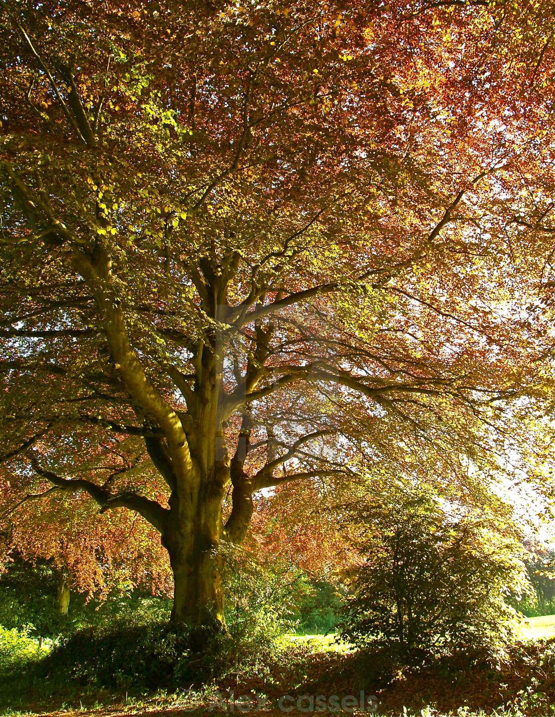 "Copper Beech" by Alex cassels - $31.72 "Copper Beech" stock image
