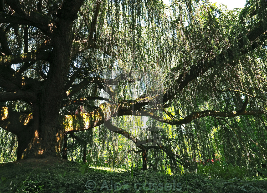 "Weeping Blue Atlas Cedar" by Alex cassels - $31.72 "Weeping Blue Atlas Cedar" stock image