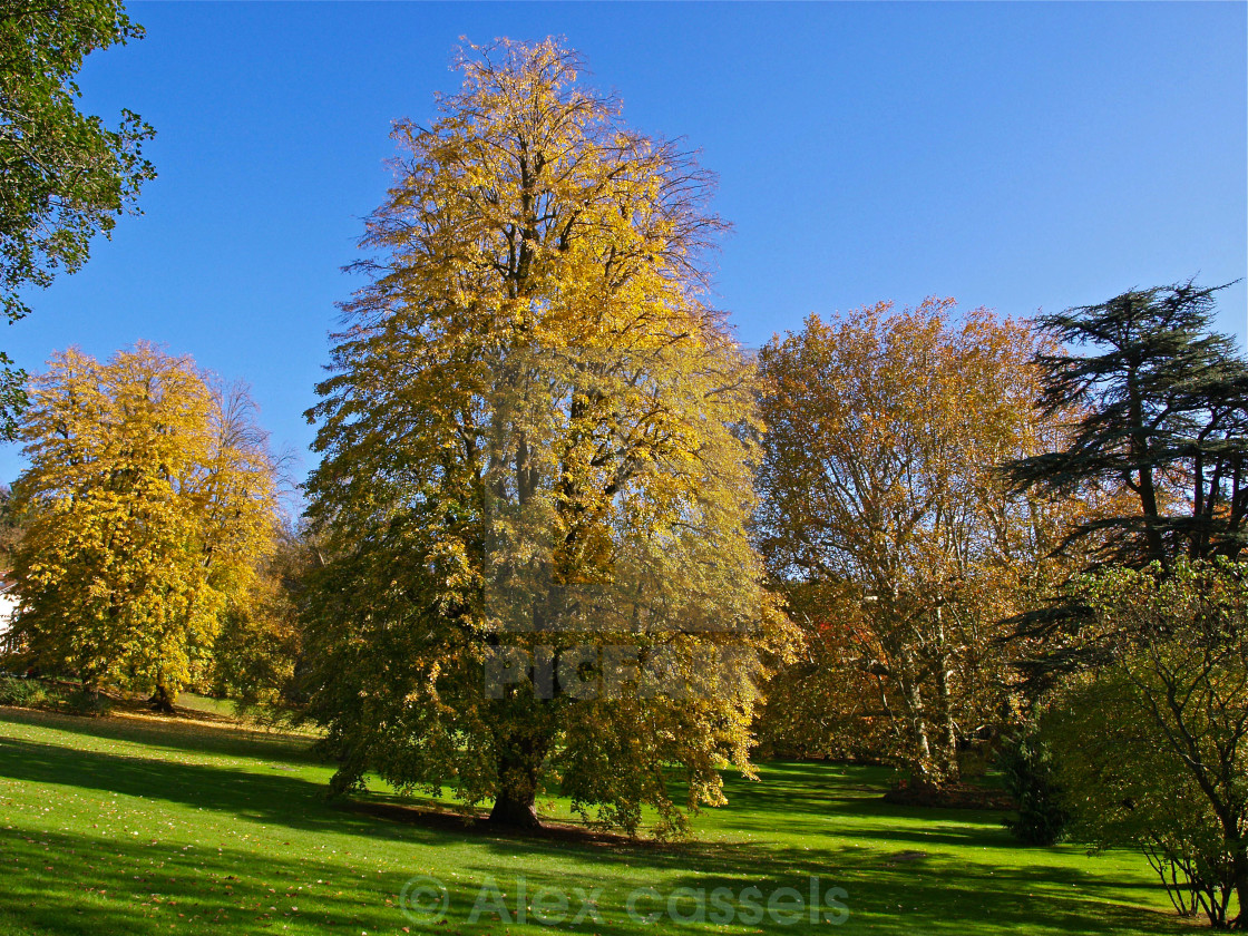 "Virginia Tulip Tree" stock image