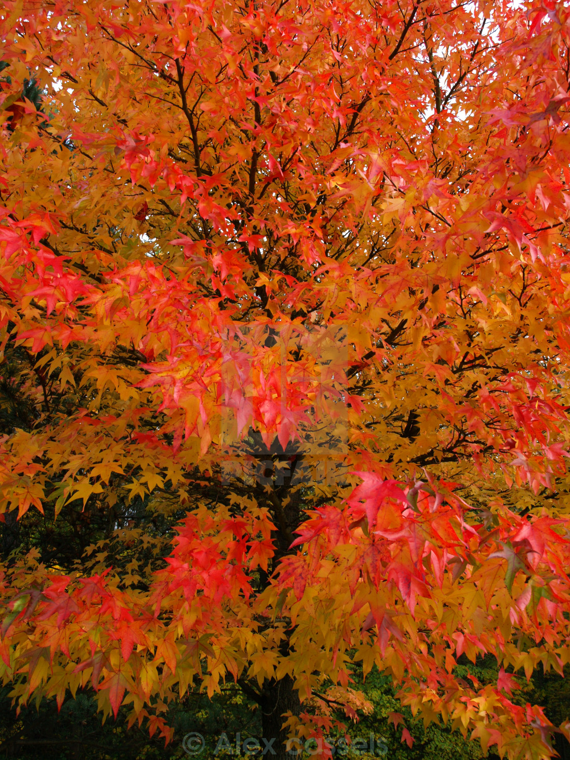 "Autumn Colour" stock image