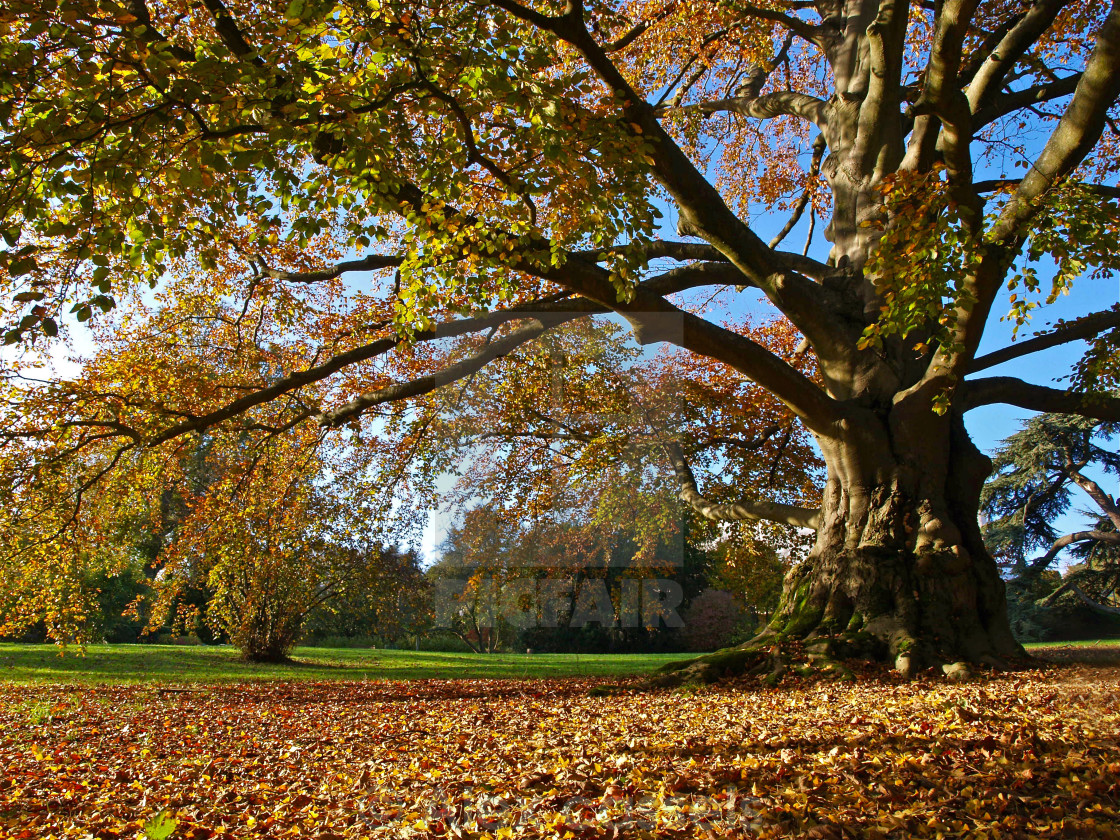 "Copper Beech in Autumn" stock image