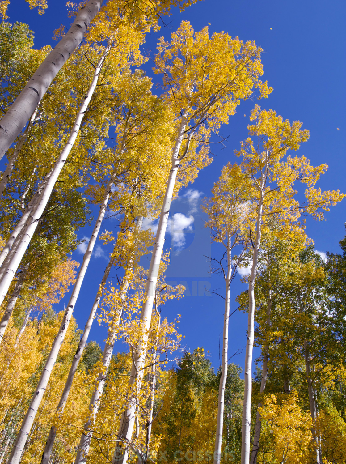 "Golden Aspens" stock image