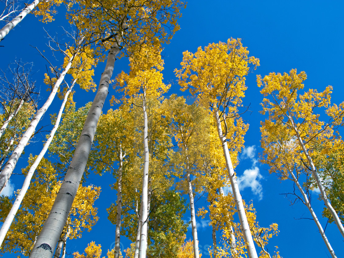 "Aspen Stand" stock image