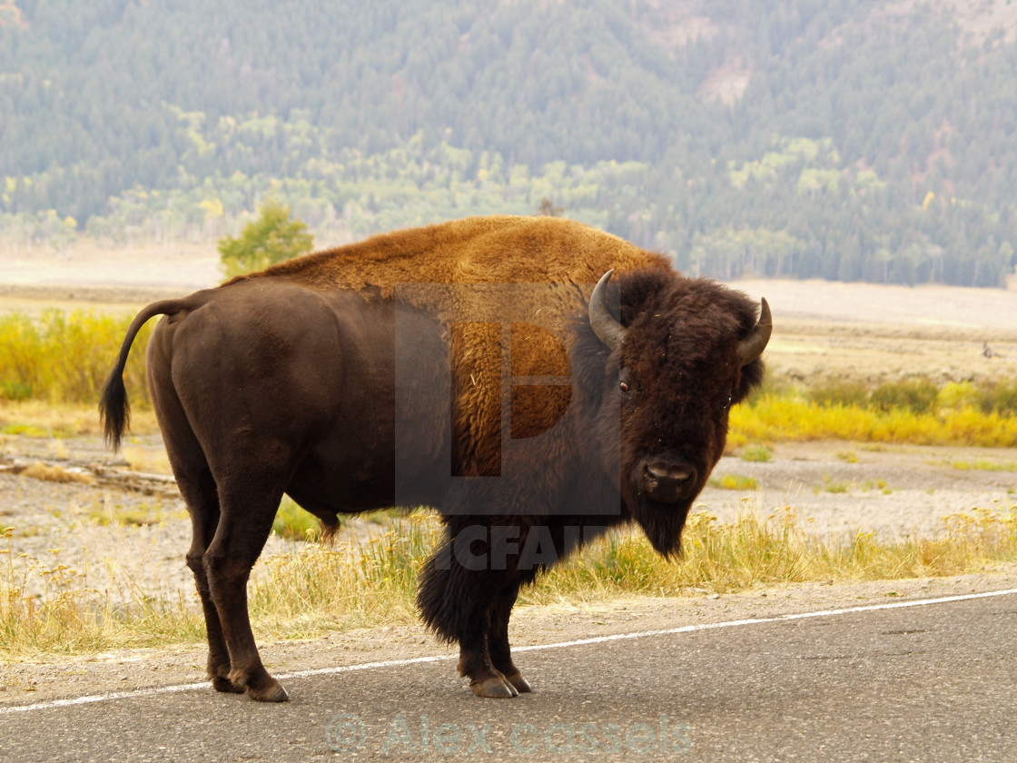 "Wandering Yellowstone Bison" stock image